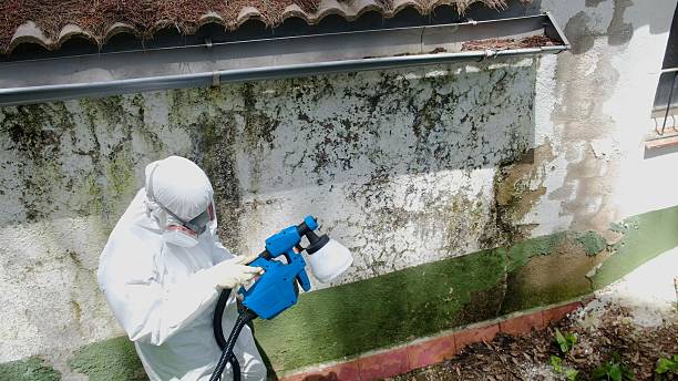 Mold Removal service in Trenton